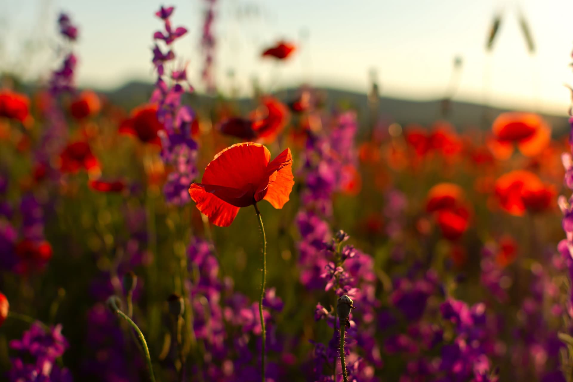 Champ de coquelicots et fleurs mauves au coucher.